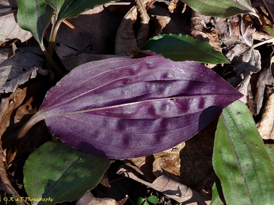 {Tipularia discolor}
